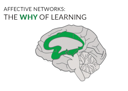 Drawing of a brain seen from the side, with the affective networks in the middle of the brain shaded green.