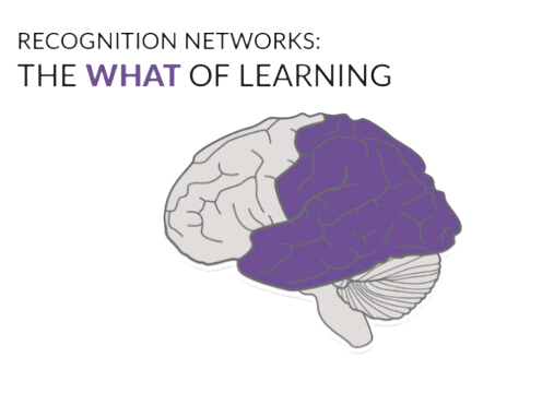 Drawing of a brain seen from the side, with the recognition networks at the back of the brain shaded purple.