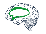 Illustration of the human brain with the affective regions outlined in green.