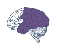 Illustration of the human brain with the recognition regions highlighted in purple.
