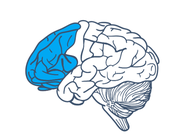 Illustration of the human brain with the strategic regions highlighted in blue.